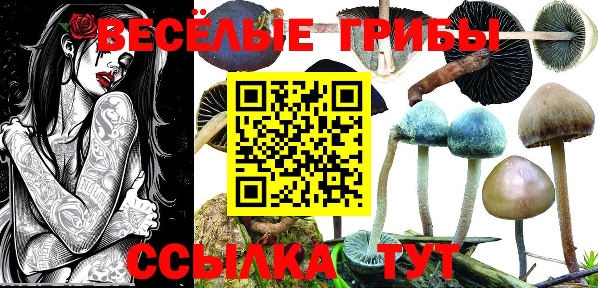 Сургут  Псилоцибиновые грибы Psilocybe  где найти   Вход с VPN 